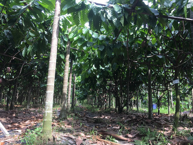 cocoa farm, pingtung, taiwan