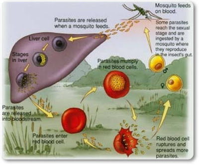 Note the juicy explosions, both within the liver cells and red blood cells.