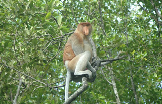 Bekantan di Hutan Mangrove Tarakan Borneo - Ardiz