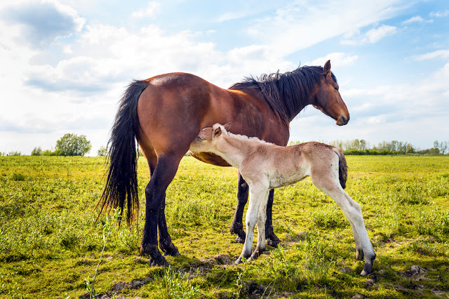 When is a baby horse weaned