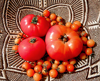 Four varieties of tomatoes in basket