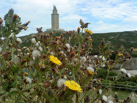 Flower and Tower   Sprint in Tower of Hercules (Corunna, Spain)   by E.V.Pita   http://evpita.blogspot.com/2011/05/flower-and-tower-flores-torre-de.html   Flores + Torre de Hércules  (Primavera en Torre de Hércules, A Coruña)  por E.V.Pita