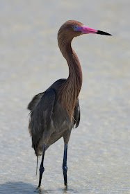Reddish Egret - Fort De Soto, Florida
