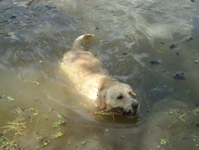 Pets Adventure 10 (30_1) (74)