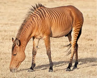 Zebroid