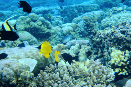 Mengenal Keindahan Taman Laut Bunaken