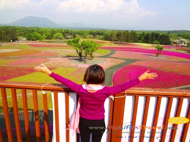 富士芝櫻祭