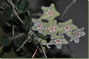 Hoya Serpens