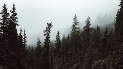 Free Wallpaper Morning Forest Fog Stream