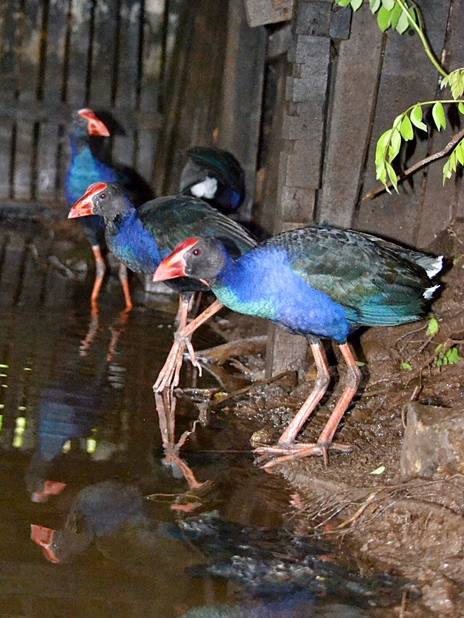 burung palung atau burung bantiung?