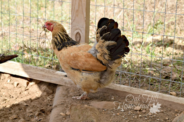 A gold hen with a black head in a fenced chicken run, with a weed in her beak.