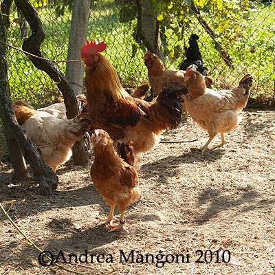 Galline, gallo e pollastrelli di Boffa. Foto di Andrea Mangoni.