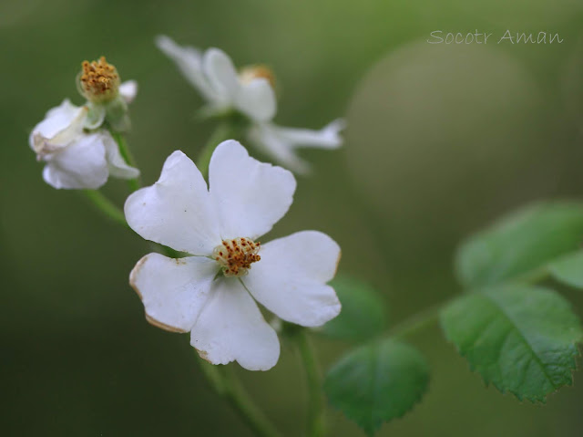 Rosa multiflora