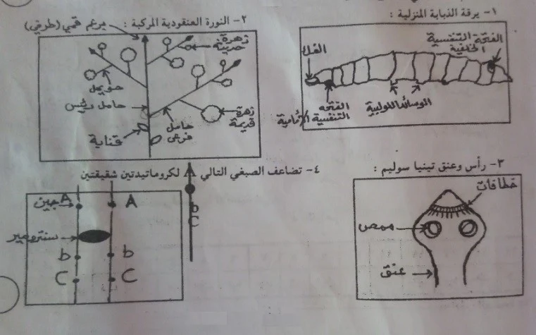 اسئلة واجوبة امتحانات الشهادة السودانية 2019