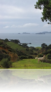 0028 New Zeland - Coromandel Region