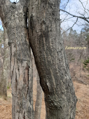 Клён ложнозибольдов (Acer pseudosieboldianum)