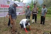 Penanaman Perdana Kopi Robusta di Desa Margolembo, Bupati Lutim : Ini Potensi Harus Dikelola Dengan Baik