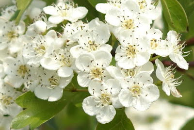 Eenstijlige Meidoorn - Hagedoorn - Crataegus monogyna