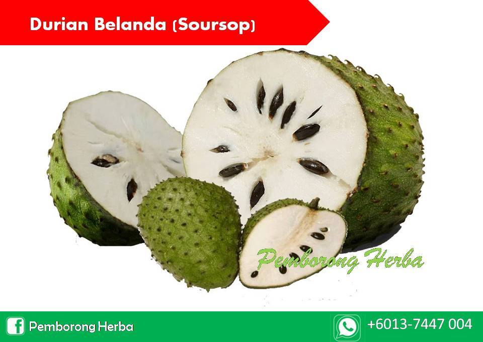 Pemborong Herba Johor: Durian Belanda (Soursop)