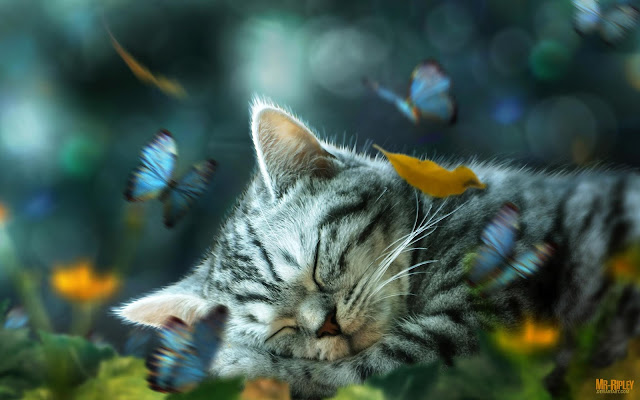 Cute Cat Sleeping Wallpaper