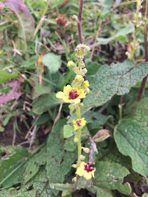 Verbascum nigrum – Dark Mullein (Verbasco nero) - could be V. alpinum.