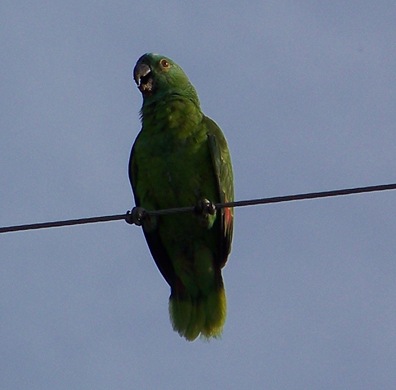 NoisyParrot_May2009