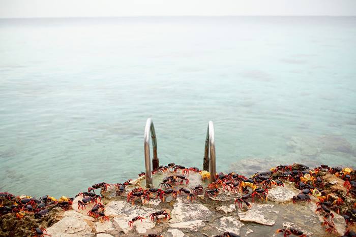 Crab migration in Cuba