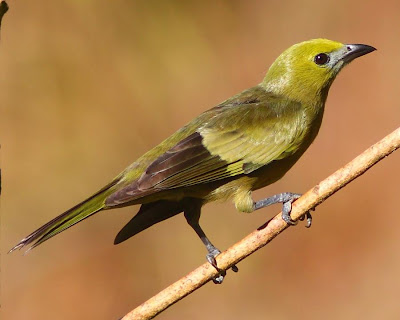 argentinian birds Palm Tanager