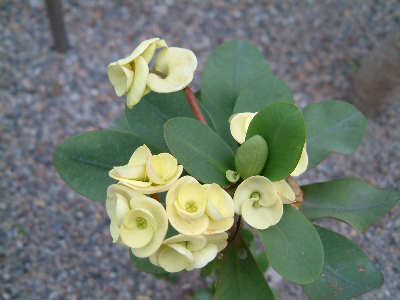 園藝達人栽培術 劍拔弩張 麒麟花 園藝部落格 Igarden 花寶愛花園園藝文摘plus