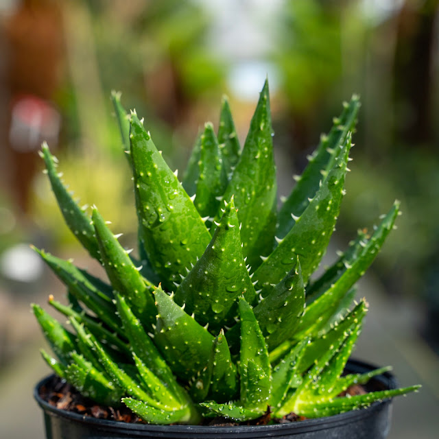 de l'aloe véra