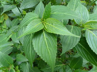 Strobilanthes hamiltonianus - Califon - Toupette - Tipec