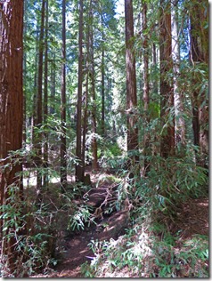 Daybreak Camp -- Mighty Redwoods