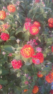 lantana camara