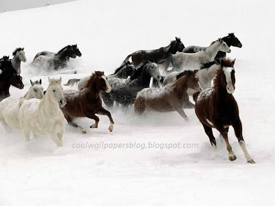 Beautiful White Horses by cool wallpapers