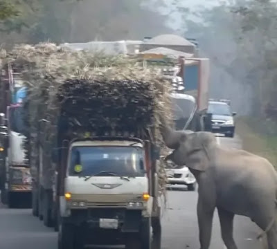 Baby Elephant Stops Traffic To Steal Loads Of Sugarcane From Passing Trucks