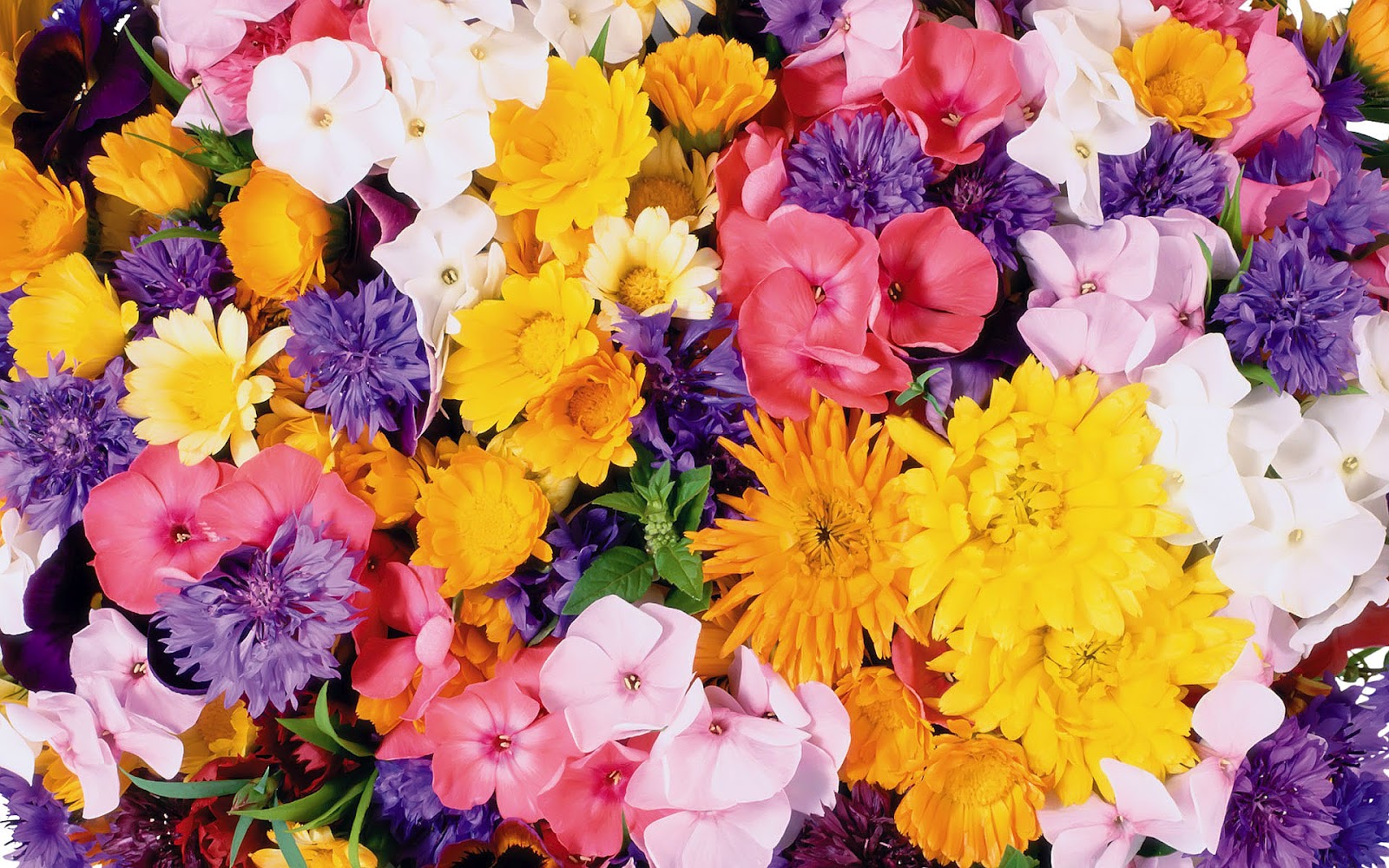 flowers for flower lovers.: Desk top HD Beautiful flowers ...