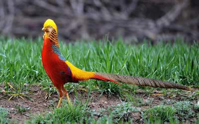 "Burung Golden Pheasant"