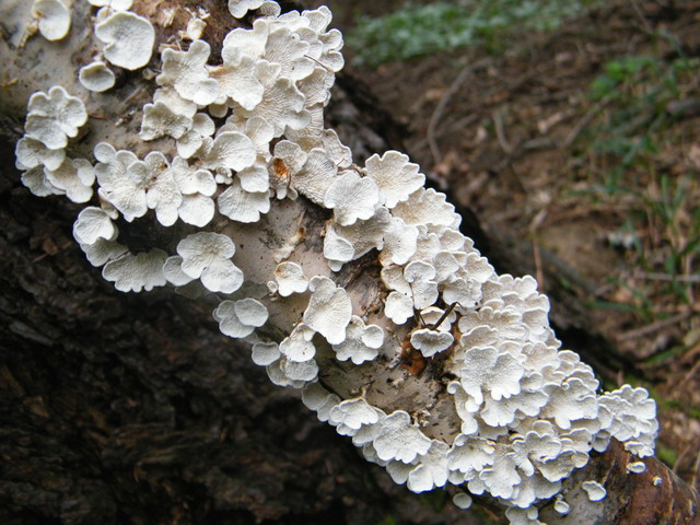 Plicaturopsis crispa