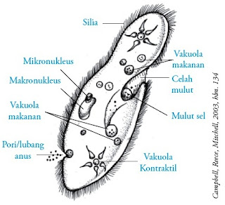 Sistem organela Paramaecium