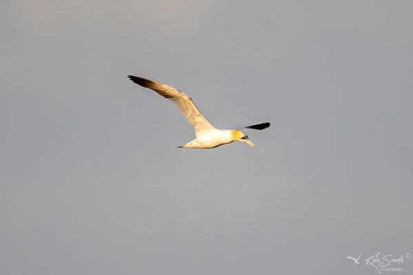 Gannet