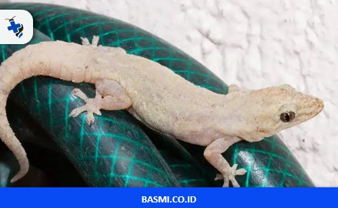 Jasa Pembasmi Cicak di Sukamara #1