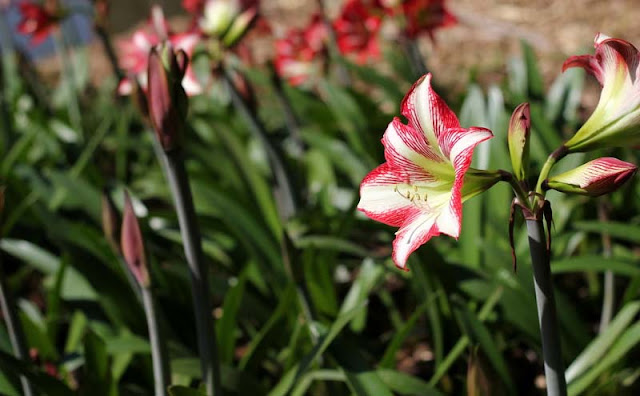 Amaryllis Flowers Pictures
