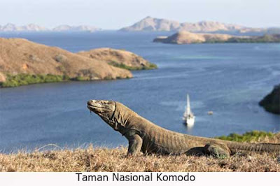 https://FindWisata.blogspot.com | Taman Nasional Komodo