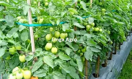 Tomat Servo, Benih Tomat Servo, Bibit Tomat Servo, Jual Tomat Servo, Tomat Servo Murah, Jual Benih Tomat Servo, Lmga Agro, Toko Pertanian, Toko Tani, Toko Pertanian Terdekat, Tomat Servo F1, Manfaat Tomat, Tomat Buah Atau Sayur