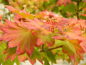  Golden Full Moon Maple (Acer shirasawanum aureum at the Toronto Botanical Garden by garden muses-not another Toronto gardening blog