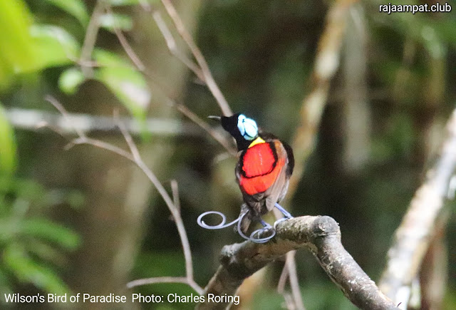 Wilson's Bird of Paradise