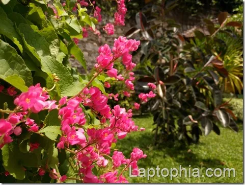 Hasil Foto Kamera Infinix Zero 3 X552