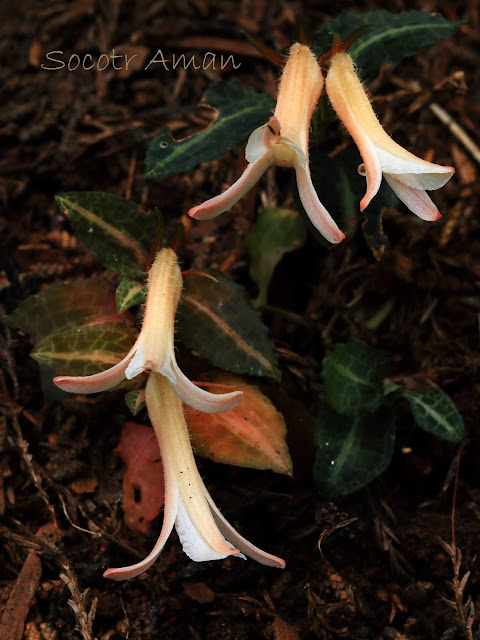 Goodyera biflora