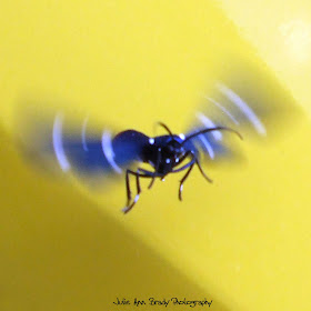 Action Shot of the Polka Dot Wasp Moth - Syntomeida epilais