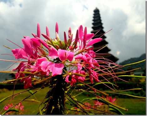 forereverlove Bali flower